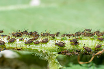 aphids