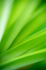 Green leaf nature i for wallpaper and background, Yellow color with copy space using as background natural green plants landscape