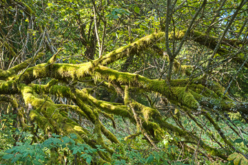 Totholz vermoostes altes Holz im Urwald