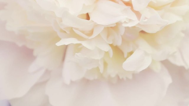 Many petals of white peony. Natural floral background