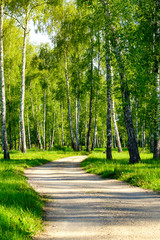 Beautiful birch trees with white birch bark in birch grove among other birch trees. The concept of a healthy lifestyle and ecology