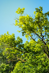 Crown of green trees against the background of clear blue sky