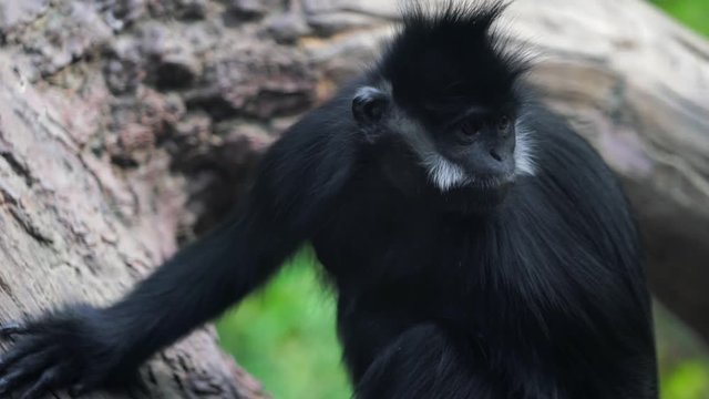 This Closeup Video Shows A Wild Bearded Francois' Langur Monkey Swatting Away Bugs As It Sits On A Branch In A Lush Outdoor Setting.