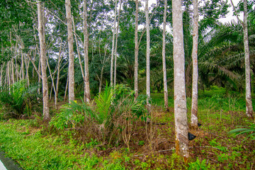 Rubber plantation, economic crop planting, forestry, rubber, plants and environment, forest growth, natural resources and oxygen, selective focus, blur background.