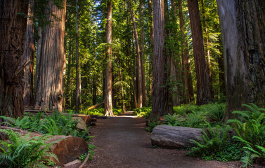 Redwood National Park