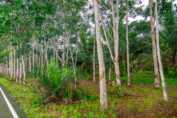 Rubber plantation, economic crop planting, forestry, rubber, plants and environment, forest growth, natural resources and oxygen, selective focus, blur background.