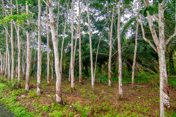 Rubber plantation, economic crop planting, forestry, rubber, plants and environment, forest growth, natural resources and oxygen, selective focus, blur background.