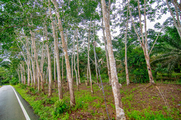 Rubber plantation, economic crop planting, forestry, rubber, plants and environment, forest growth,...
