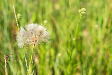 wild flowers in the field at relax morning time. Close-up