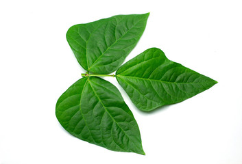 green leaf isolated on white background