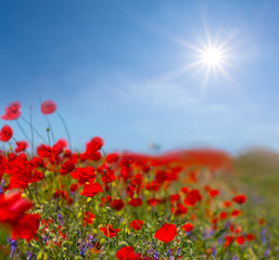 Fototapeta na wymiar beautiful red poppy flowers under a sparkle sun