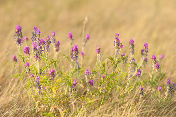 field of lavender flowers