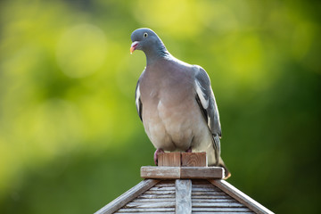 Ringeltaube auf Vogelhaus