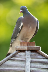 Ringeltaube auf Vogelhaus