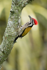 Common Flameback - Dinopium javanense - or Goldenback is a beautiful bird in the woodpecker family Picidae