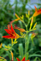 Obraz premium Лилейник