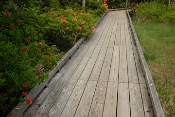 boardwalk
