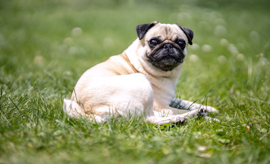 Fototapeta premium Hunderasse Mops im Garten