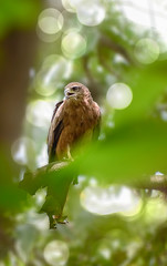Indian Eagle,the Kite sitting on the tree branch in the defth of field picture. India.