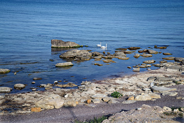 Лебеди на Каспии