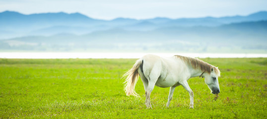 Fototapeta na wymiar A white horse relaxing on the green field.