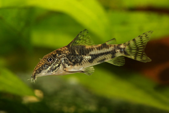 Catfisch banded corydoras or bearded catfish Aquarium Fish Corydoras barbatus