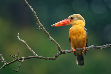 Stork-billed Kingfisher (Pelargopsis capensis) - tree kingfisher distributed in the tropical Indian subcontinent and Southeast Asia, from India to Indonesia - Singapore, Malaysia