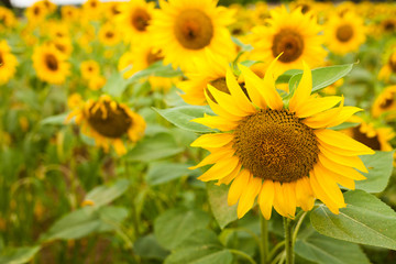 fields of bright flowering sunflowers