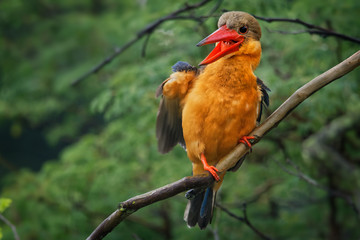 Stork-billed Kingfisher (Pelargopsis capensis) - tree kingfisher distributed in the tropical Indian subcontinent and Southeast Asia, from India to Indonesia - Singapore, Malaysia