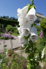 Weisser Fingerhut - Digitalis purpurea Alba