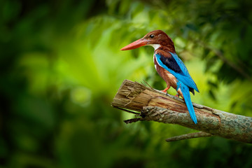 White-throated Kingfisher Halcyon smyrnensis on the branch, also known as the white-breasted kingfisher