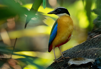 Blue-winged Pitta - Pitta moluccensis  passerine bird in the family Pittidae native to Australia and Southeast Asia.