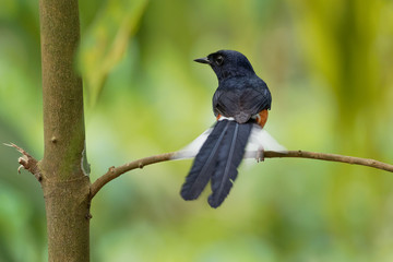 White-rumped Shama - Copsychus malabaricus small passerine bird of the family Muscicapidae. Native to densely vegetated habitats in the Indian subcontinent and Southeast Asia
