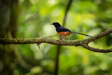 White-rumped Shama - Copsychus malabaricus small passerine bird of the family Muscicapidae. Native to densely vegetated habitats in the Indian subcontinent and Southeast Asia