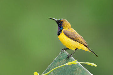 Olive-backed sunbird - Cinnyris jugularis, also known as the yellow-bellied sunbird, is a southern Far Eastern species of sunbird