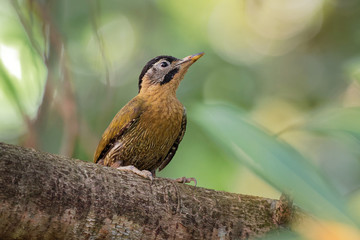 Laced Woodpecker - Picus vittatus species of bird in the family Picidae, throughout Southeast Asia in Cambodia, China, Indonesia, Laos, Malaysia, Myanmar, Singapore, Thailand and Vietnam