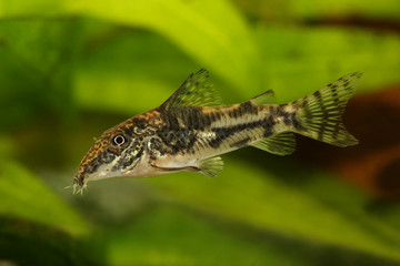 Catfisch banded corydoras or bearded catfish Aquarium Fish  Corydoras barbatus