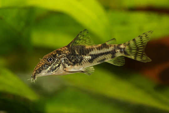 Catfisch banded corydoras or bearded catfish Aquarium Fish  Corydoras barbatus