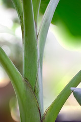 Obraz premium Banana plant stem in closeup showing the alternative pattern.