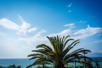 Fototapeta na wymiar Palm tips in front of a blue sea with big open space in the blue sky.jpg