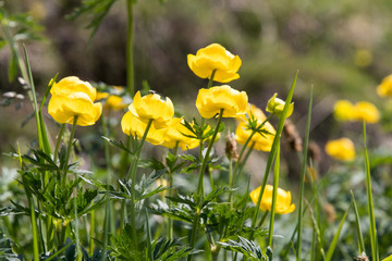 Trollblume (Trollius europaeus) at Altopiano del Montasio