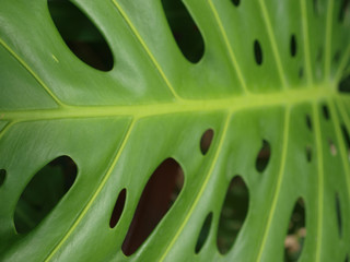 Fototapeta na wymiar green leaf texture macro detail