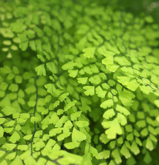 green leaf foliage texture macro detail