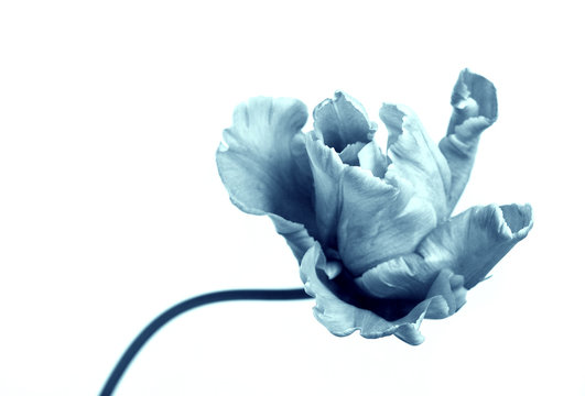 Artistic Image Of Blue Tulip