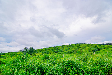 Obraz premium Palm oil tree replant in plantation at Malaysia
