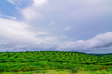 Palm oil tree replant in plantation at Malaysia