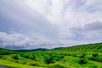 Fototapeta na wymiar Palm oil tree replant in plantation at Malaysia