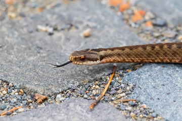 Viper - Vipera berus