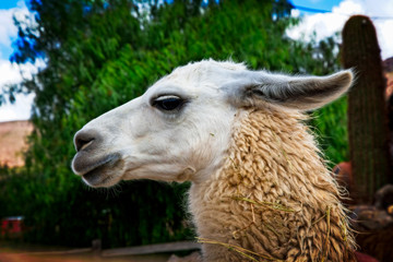 Obraz premium A beautiful llama in Salta, Argentina