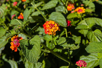 End of May at Botanical Garden in Porto